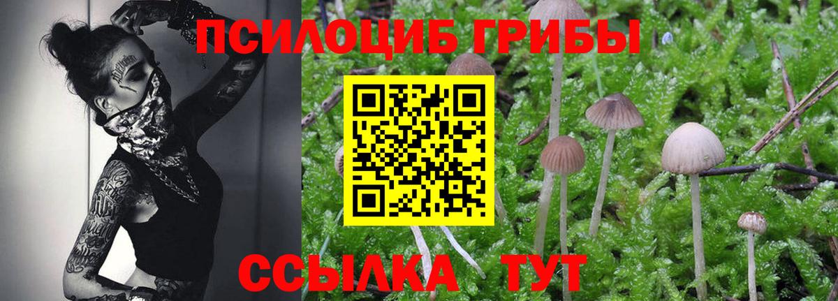 Галлюциногенные грибы Psilocybe Воскресенск